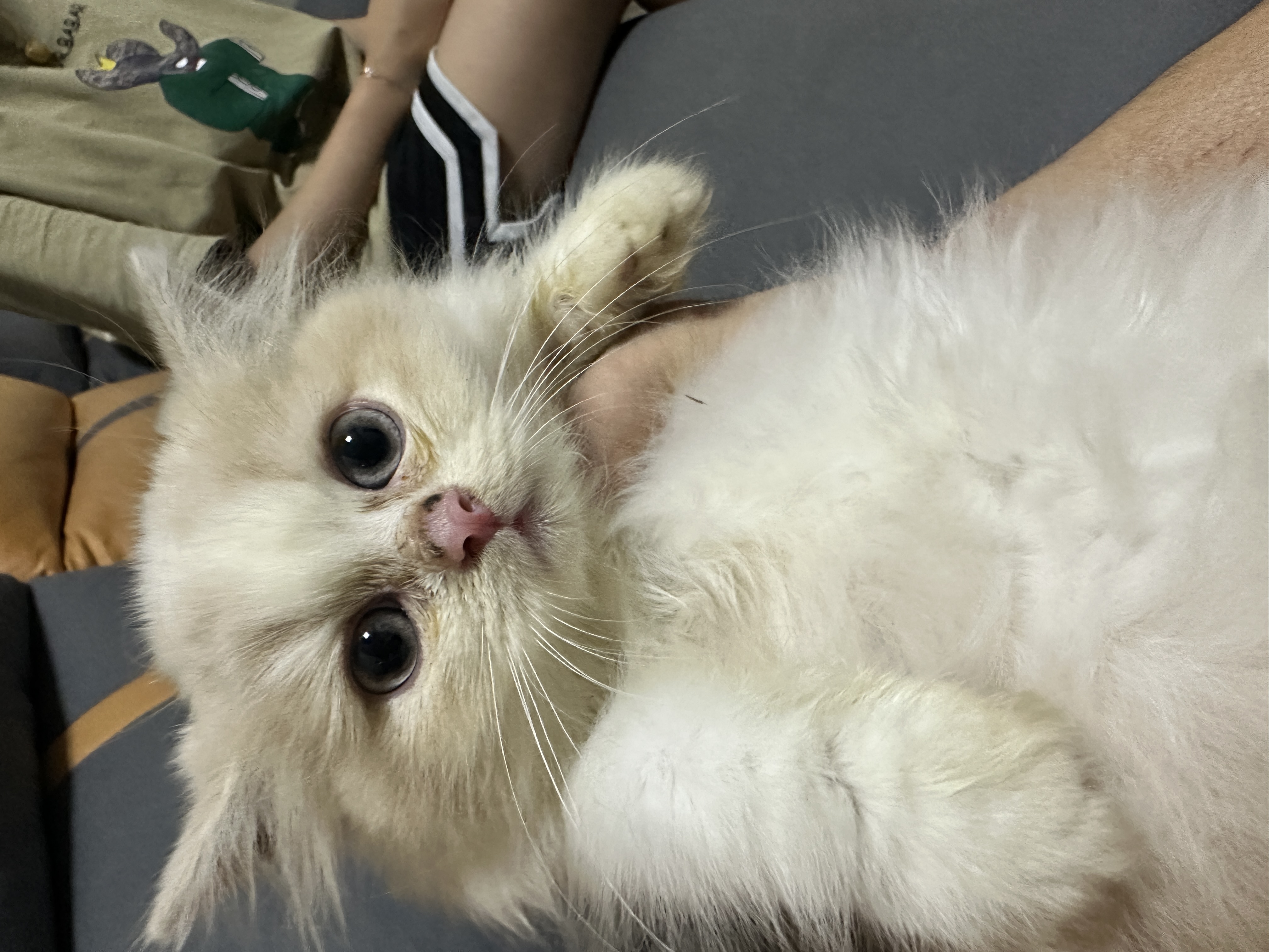 两个多月长毛蓝金乳白高地无病无癣保健康